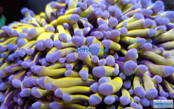 Aquacultured Aussie Gold Torch Coral Stock