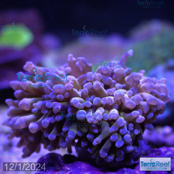 Aussie Gold Torch Coral WYSIWYG 21Top60