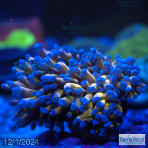 Aussie Gold Torch Coral WYSIWYG 21Top60