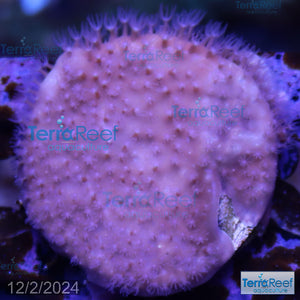 Blue ridge coral WYSIWYG Frag 11