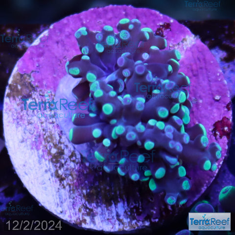 Green frogspawn WYSIWYG Frag 48 Tiny