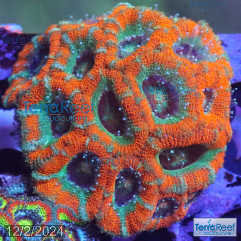 Raging Storm Micromussa "Acan lord" WYSIWYG Frag 7SinkLeft