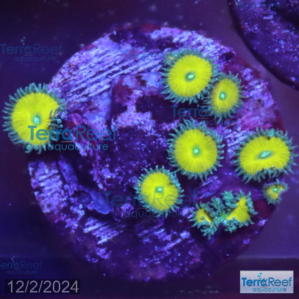 Nuclear Green Paly Zoanthids WYSIWYG Frag 24Left