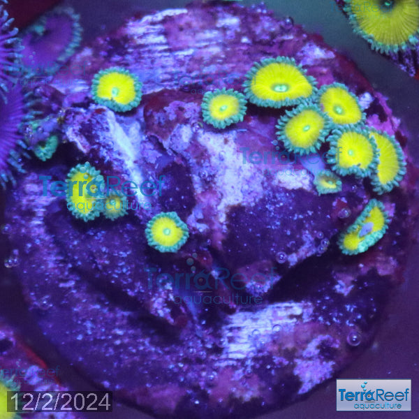 Nuclear Green Paly Zoanthids WYSIWYG Frag 23Middle