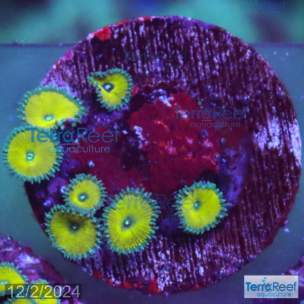 Nuclear Green Paly Zoanthids WYSIWYG Frag 19Right