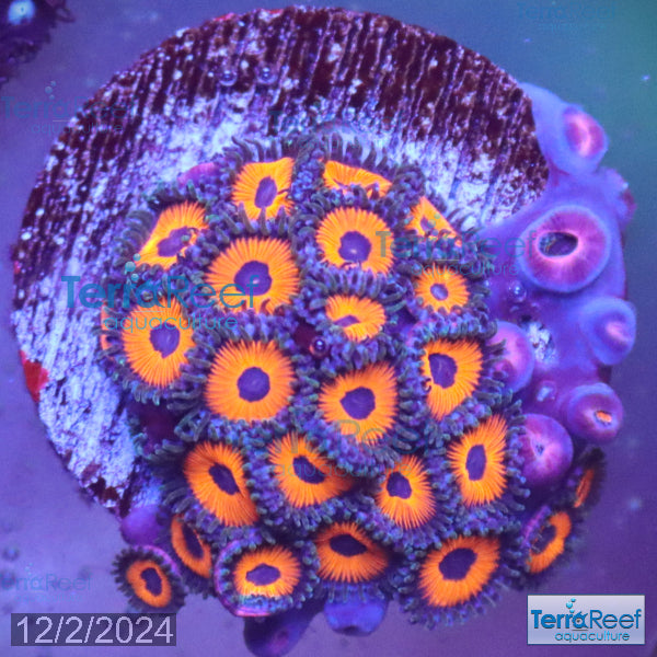 Red Zoanthids Coral WYSIWYG Frag 24