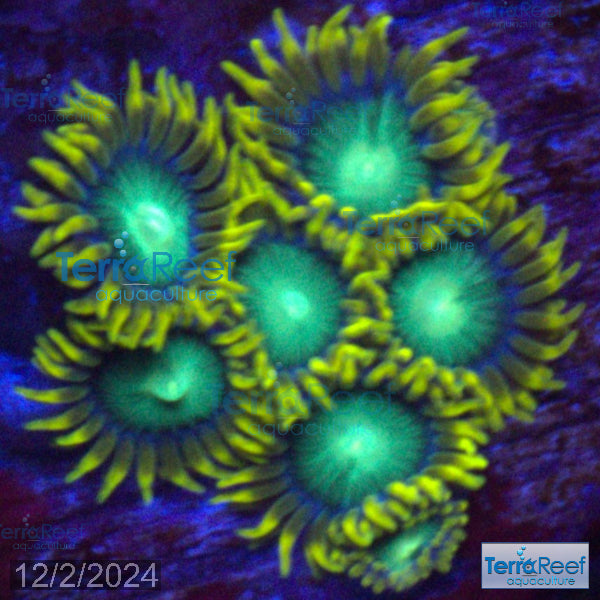 Radioactive Dragon Eyes Zoanthids WYSIWYG Frag 28