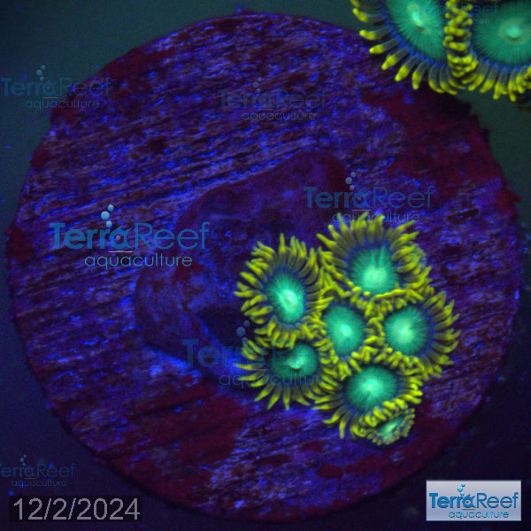 Radioactive Dragon Eyes Zoanthids WYSIWYG Frag 28