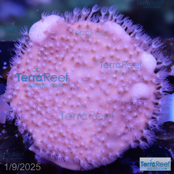 "Blue" ridge coral WYSIWYG Frag 11