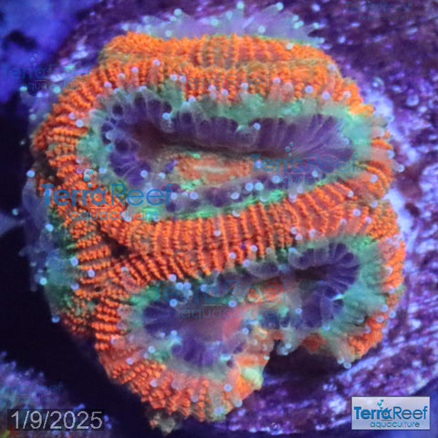 Raging Storm Micromussa "Acan lord" WYSIWYG Frag 8SinkLeftSm