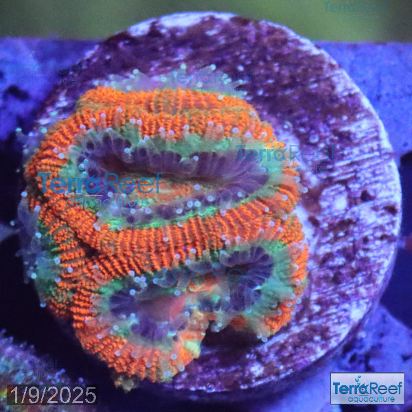 Raging Storm Micromussa "Acan lord" WYSIWYG Frag 8SinkLeftSm