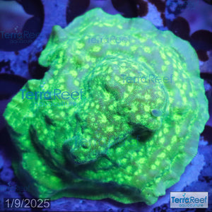 Green Leptoseris WYSIWYG Coral Frag 21