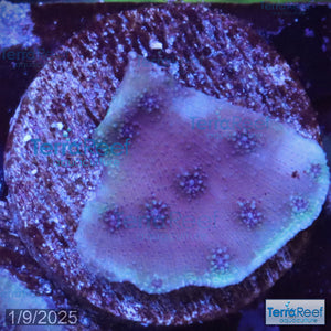 ORA Blue Chalice (Echinopora sp.) WYSIWYG Frag 20R