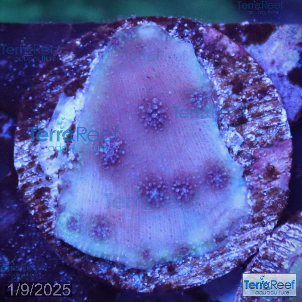 ORA Blue Chalice (Echinopora sp.) WYSIWYG Frag 21L