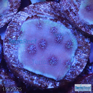 ORA Blue Chalice (Echinopora sp.) WYSIWYG Frag 22C