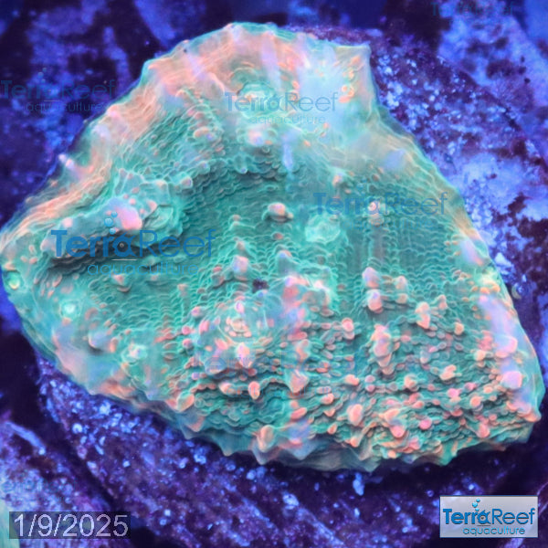 Red Green Chalice WYSIWYG Frag 22Ce