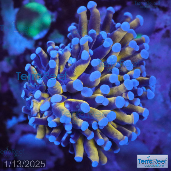 Aussie Gold Torch Coral WYSIWYG 23Sink