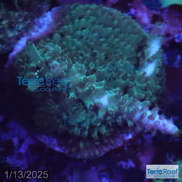 Blue tip Acropora WYSIWYG Frag 16