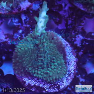 Blue tip Acropora WYSIWYG Frag 15