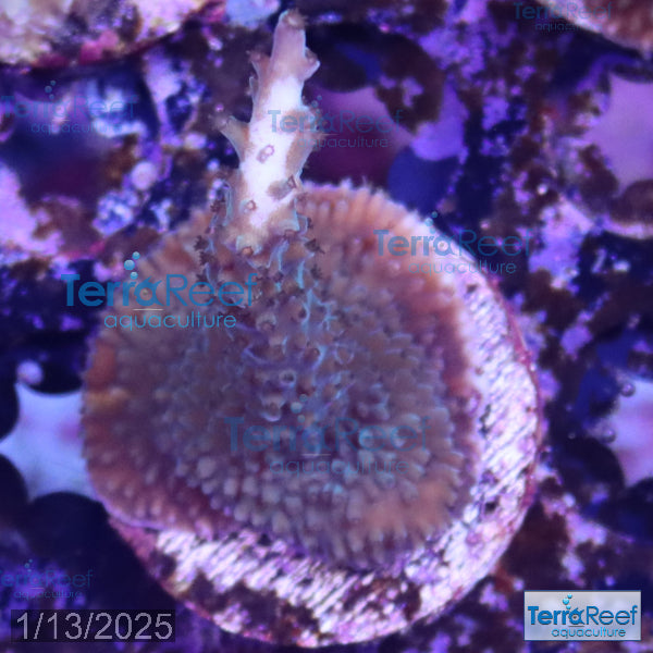 Blue tip Acropora WYSIWYG Frag 15