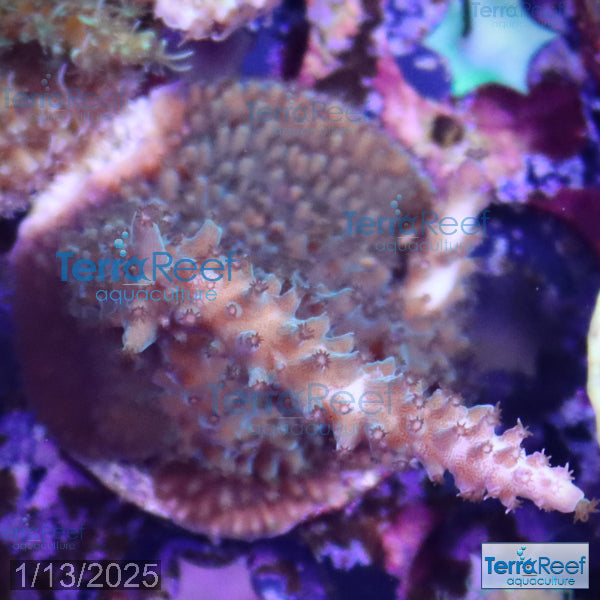 Blue tip Acropora WYSIWYG Frag 16