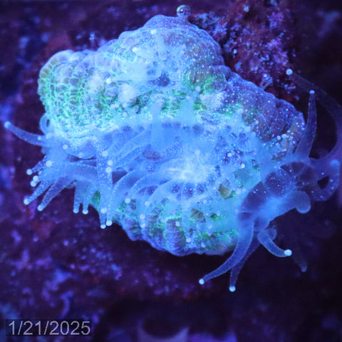 Green and teal Ouluphyllia bennettae Coral WYSIWYG Frag 13