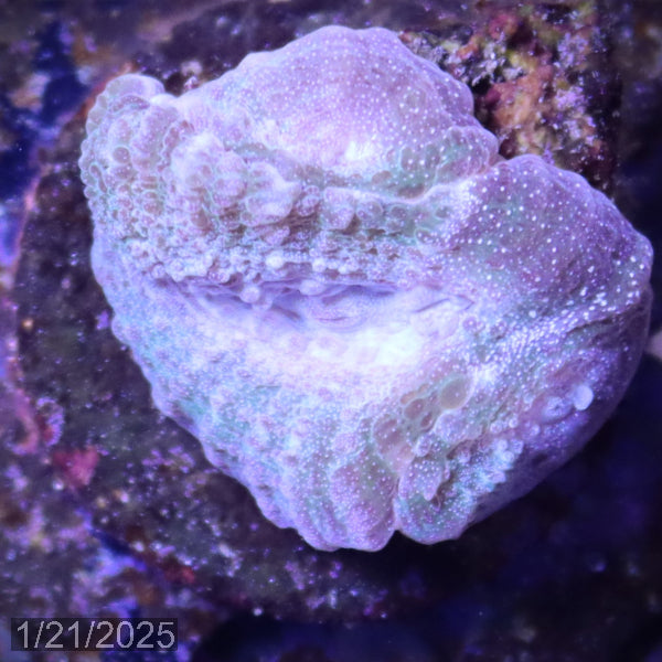 Green and teal Ouluphyllia bennettae Coral WYSIWYG Frag 13