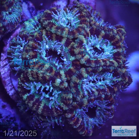 Teal Micromussa "Acan lord" WYSIWYG Frag 21RightStairs