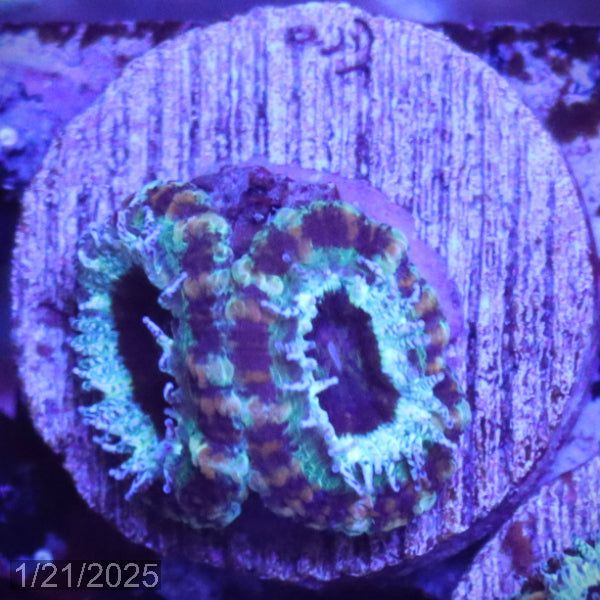 Teal Micromussa "Acan lord" WYSIWYG Frag 25LeftStairs