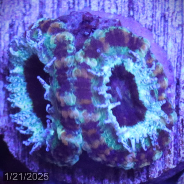 Teal Micromussa "Acan lord" WYSIWYG Frag 25LeftStairs