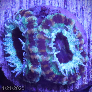 Teal Micromussa "Acan lord" WYSIWYG Frag 25LeftStairs