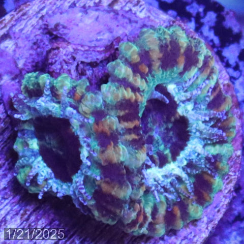 Teal Micromussa "Acan lord" WYSIWYG Frag 24RightStairs