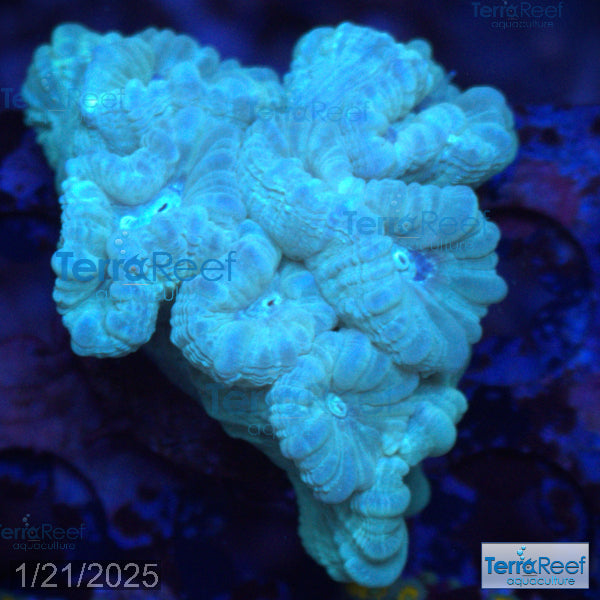 Green Candy Cane WYSIWYG Frag 39Left