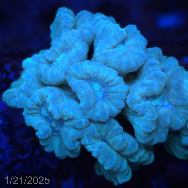 Green Candy Cane WYSIWYG Frag 43Middle