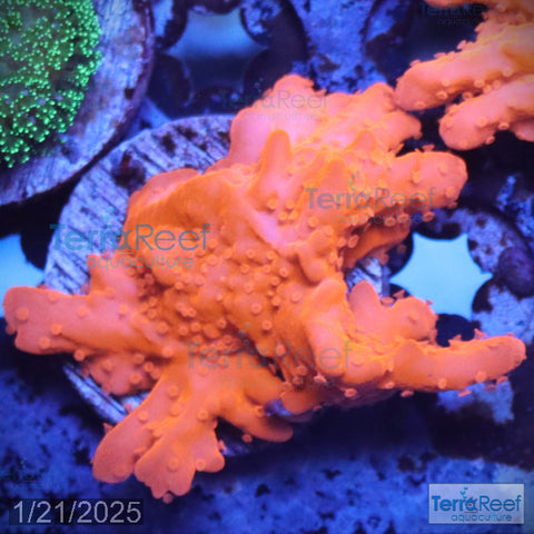 Setosa Coral WYSIWYG Frag 27M