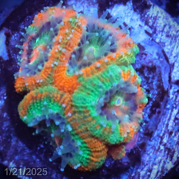 Raging Storm Micromussa "Acan lord" WYSIWYG Frag 9SinkRight