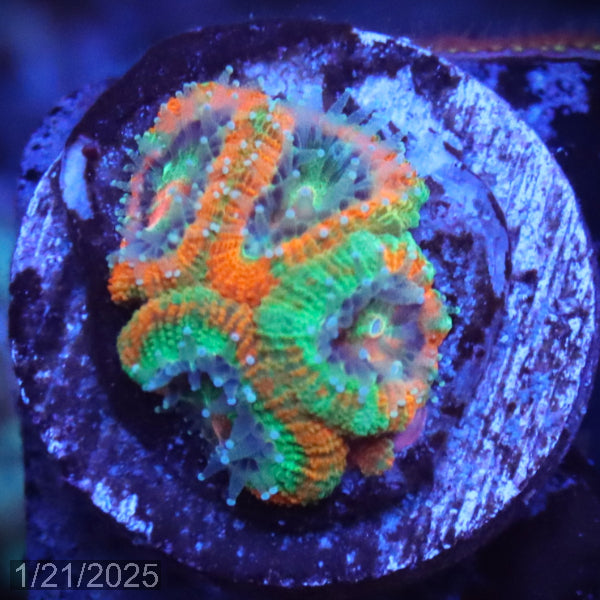 Raging Storm Micromussa "Acan lord" WYSIWYG Frag 9SinkRight