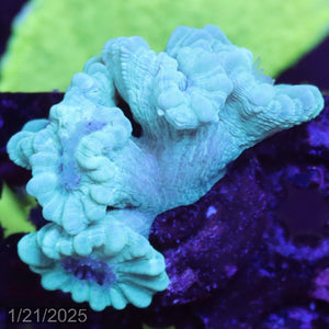 Green Candy Cane WYSIWYG Frag 42Sink