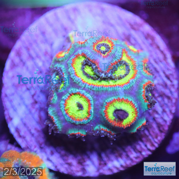 Holy Grail Micromussa Coral Micro F2M WYSIWYG Frag 9