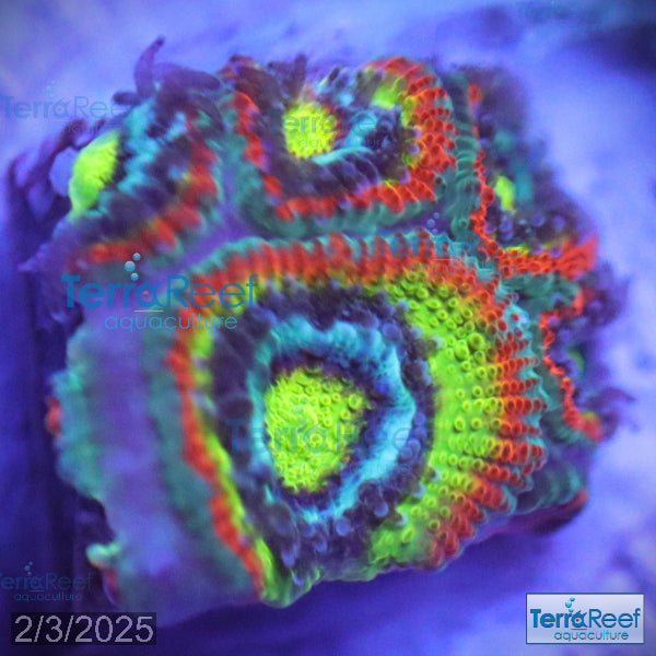 Holy Grail Micromussa Coral Micro F2M WYSIWYG Frag 8