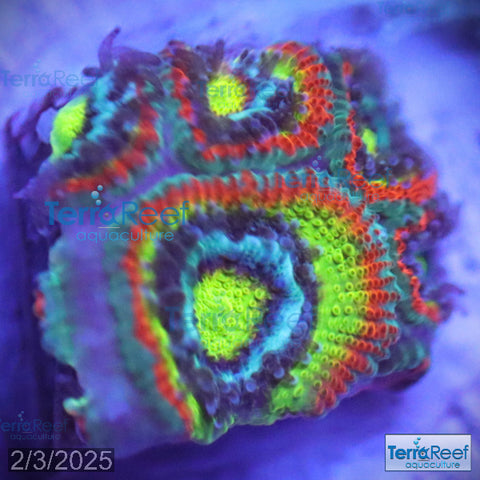 Holy Grail Micromussa Coral Micro F2M WYSIWYG Frag 8