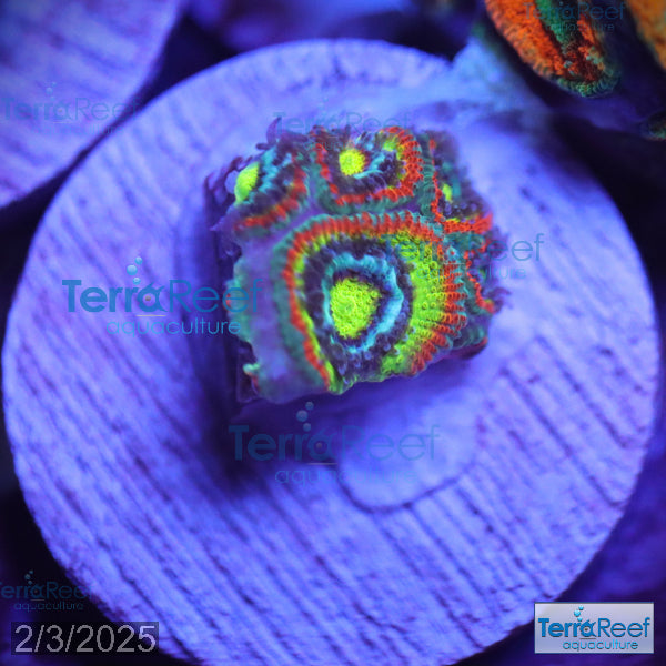 Holy Grail Micromussa Coral Micro F2M WYSIWYG Frag 8