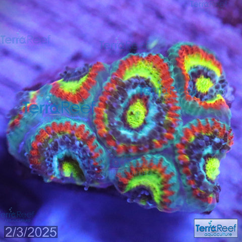 Holy Grail Micromussa Coral Micro F2M WYSIWYG Frag 7Left