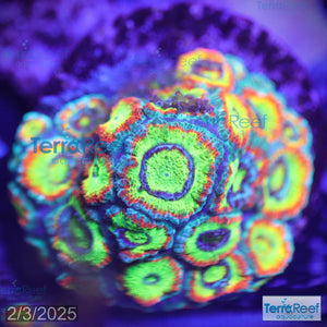 Holy Grail Micromussa Coral Micro F2M WYSIWYG Frag 5Right