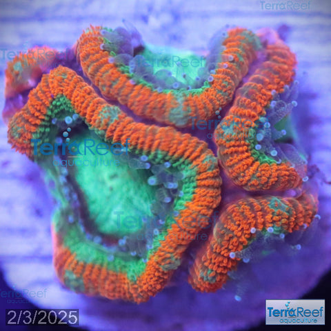 Raging Storm Micromussa "Acan lord" WYSIWYG Frag 10Left