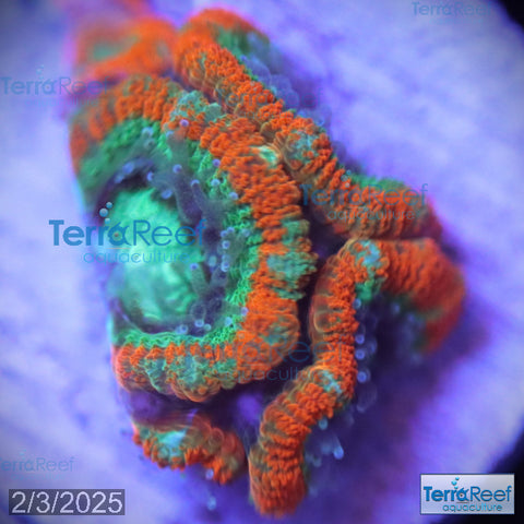 Raging Storm Micromussa "Acan lord" WYSIWYG Frag 11Middle