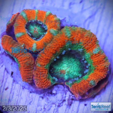 Raging Storm Micromussa "Acan lord" WYSIWYG Frag 12Right