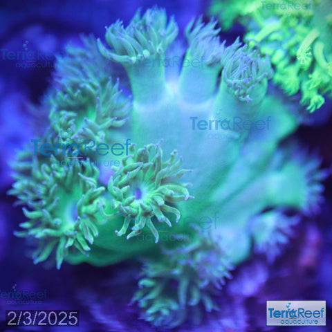 Pagoda cup coral (Turbinaria sp.) WYSIWYG Frag 30Mid