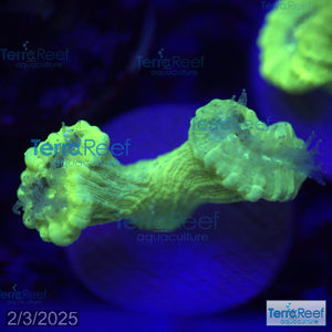 Nuclear Trumpet (Candy Cane Coral) WYSIWYG Frag 6Left