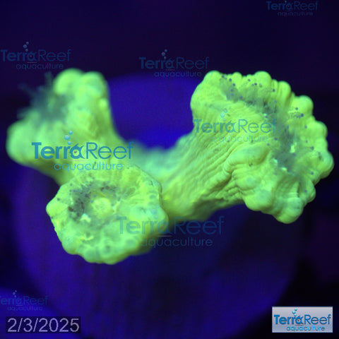 Nuclear Trumpet (Candy Cane Coral) WYSIWYG Frag 8Right